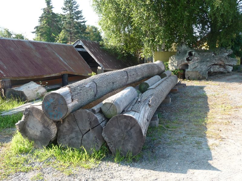 mighty oak & pine ...