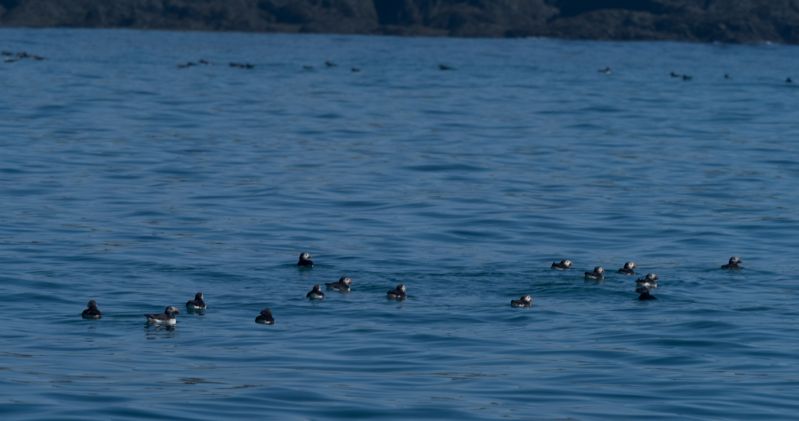 Puffins