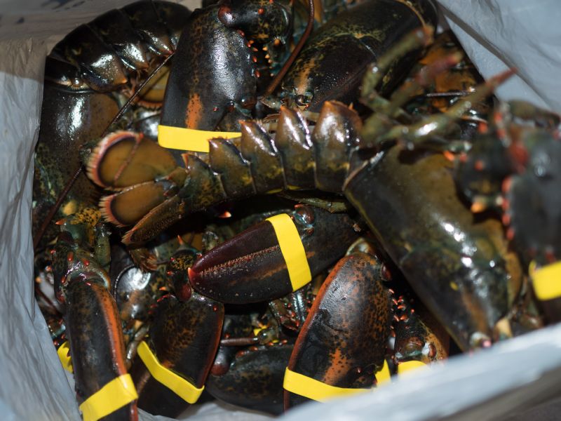 with lobsters ...