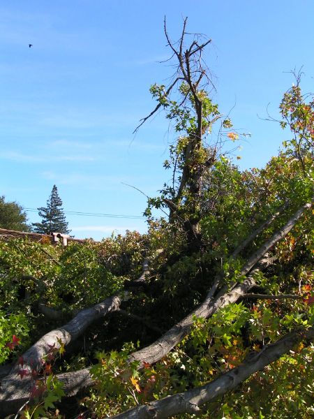 Remains of cherry tree<BR>sticking up