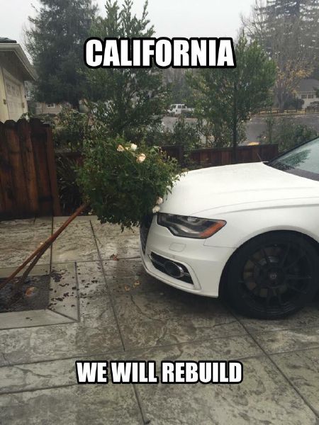 Big tree hits<BR> Freiha car  :-)